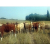 Image 6 : Forbes Bros. Ranching - 930# September Delivery Grass Heifers - 130 Head (Senlac, SK)