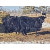 Image 11 : Loch Lomond Livestock Ltd. - 725# March Delivery Steers - 45 Head (Eyebrow, SK)