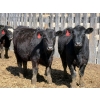 Image 2 : 9X Enterprises - 20 Black Simm/Angus X Replacement Heifers (Millicent, AB)