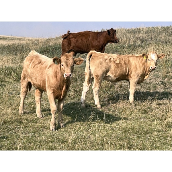 Perry Tanaschyk - 550# October Delivery Heifer Calves - 75 Head (Hemaruka, AB)
