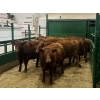 Image 9 : Greg & Cole Johnson - 810# Replacement Heifers - 74 Head (Vogar, MB)