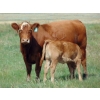 Image 9 : Endersby Ranching - 490# October Delivery Heifer Calves - 100 Head (Youngstown, AB)