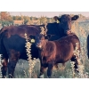 Image 2 : George Ranching - 620# October Delivery Steer Calves - 100 Head (Marwayne, AB)