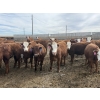 Image 2 : Anchor C Livestock - 710# April/May Delivery Heifers - 85 Head (Stirling, AB)