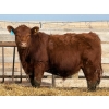 Image 9 : 9X Enterprises - 740# April Delivery Steers - 65 Head (Millicent, AB)
