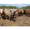 Image 2 : Zane Davis - 1100# August Delivery Grass Steers - 112 Head (Niton Junction, AB)