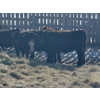 Image 6 : Dwayne Nicolay - 620# February Delivery Heifers - 60 Head (Rocky Mountain House, AB)