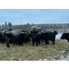Image 3 : Vern Campbell - 900# December Delivery Yearling Steers- 50 Head (North Battleford, SK)