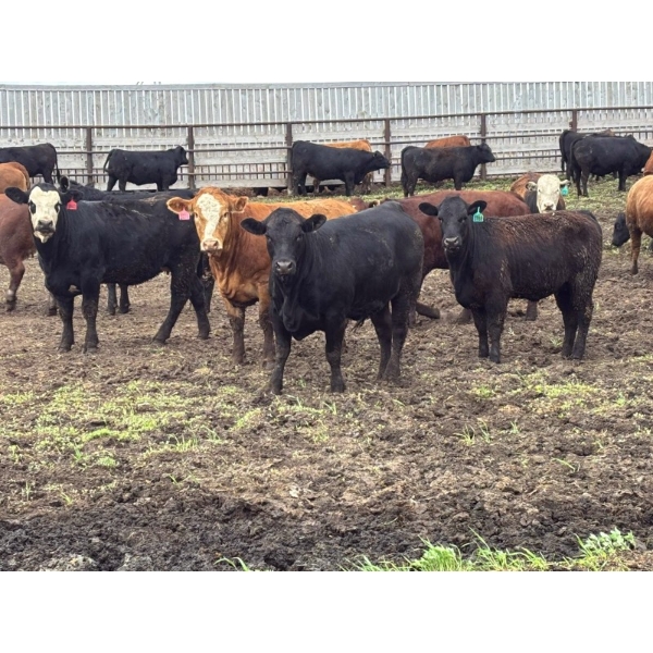 Hegedys Ranching - 1025# June Delivery Heifers - 205 Head (Acme, AB)