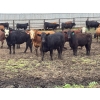 Image 1 : Hegedys Ranching - 1025# June Delivery Heifers - 205 Head (Acme, AB)