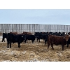 Image 4 : Franklin Cattle Co. - 680# February Delivery Steers - 180 Head (Grenfell, SK)
