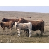 Image 3 : Wagstaff Land & Cattle & Desertland Cattle - 590# November Steer Calves - 65 Head (Sedalia, AB)