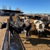 Image 2 : Idaho Dairies/Ranches - 30 Cows (Burley, ID)
