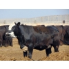 Image 11 : PSV Farms Ltd. - 840# June Delivery Heifers - 74 Head (Enchant, AB)