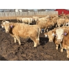 Image 3 : Brian Perillat - 725# April Delivery Steers - 70 Head (Linden, AB)