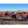 Image 4 : Hillcrest Farming Co. - 800# February Delivery Steers - 75 Head (Dundurn, SK)