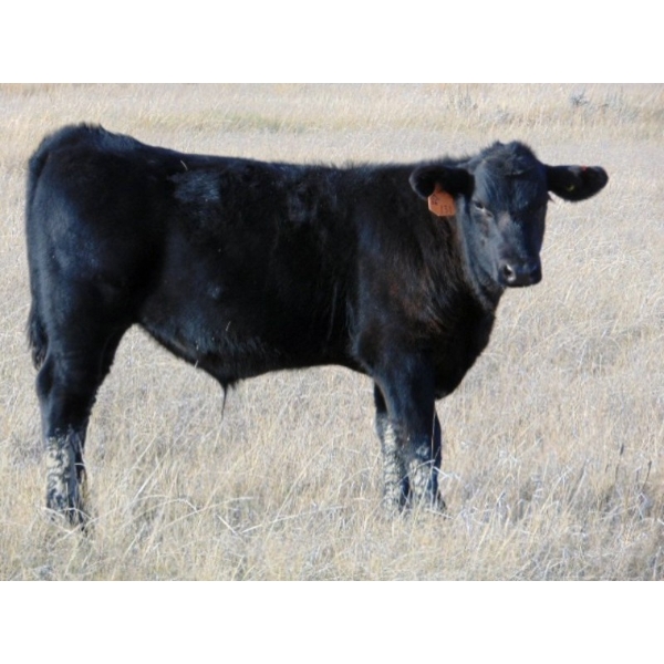 Paul Preston - 610# October Delivery Steer Calves - 34 Head (Hays, AB)
