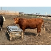 Image 2 : Birch Island Land & Cattle - 1075# July Delivery Heifers - 57 Head (Rhein, SK)