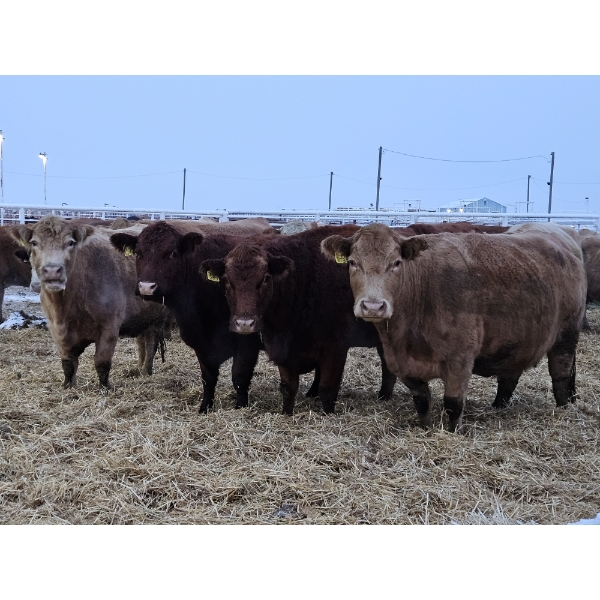 Horizon View Ranch (Elmer & Sylvia March) - 6 Tan Cows (Pen 414)