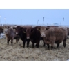 Image 1 : Horizon View Ranch (Elmer & Sylvia March) - 6 Tan Cows (Pen 414)