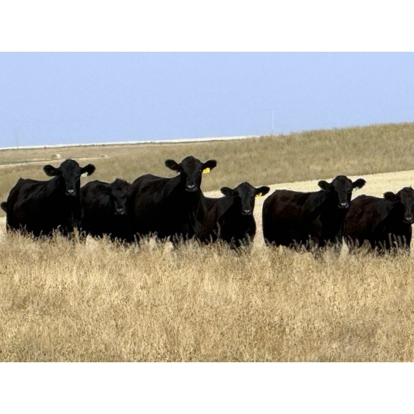 Rafter C Ranch Ltd. - 850# October Delivery Grass Heifers - 68 Head (Lafleche, SK)