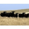 Image 1 : Rafter C Ranch Ltd. - 850# October Delivery Grass Heifers - 68 Head (Lafleche, SK)