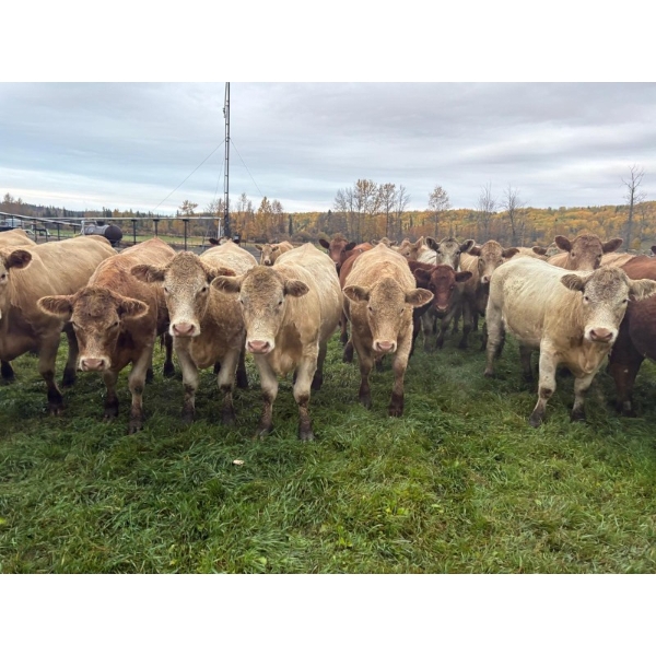 Andersen River Ranching - 1050# October Delivery Grass Heifers - 180 Head (Drayton Valley, AB)