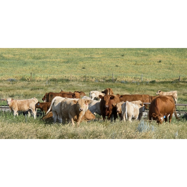 Downie Lake Colony - 625# September Delivery Heifer Calves - 175 Head (Maple Creek, SK)