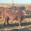 Image 6 : Hawk Ranching - 900# February Weaned Steers - 70 Head (Nanton, AB)