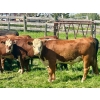 Image 2 : 43 Ranch Ltd. - 940# August Delivery Grass Steers - 130 Head (Sundre, AB)