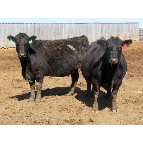 Leib Farm & Ranch Ltd. - 15 Black Angus/Black Angus X Bred Cows (Southey, SK)