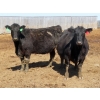 Image 1 : Leib Farm & Ranch Ltd. - 15 Black Angus/Black Angus X Bred Cows (Southey, SK)