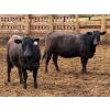 Image 12 : PSV Farms Ltd. - 880# May Delivery Heifers - 32 Head (Enchant, AB)