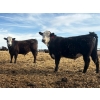 Image 7 : Blandford Farms Ltd. - 930# April/May Delivery Steers - 185 Head (Scandia, AB)