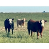 Image 5 : Darcy, Colton & Blake Reinhardt - 650# Steer Calves - 95 Head (Nightingale, AB)