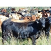 Image 9 : Riverbend Ranch - 960# September Delivery Grass Heifers - 348 Head (Scotfield, AB)