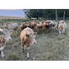 Image 5 : E & A McKee Holdings Ltd. - 850# September Grass Heifers - 24 Head (Spruce Lake, SK)