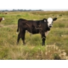 Image 3 : Coyote Tree Ranching - 560# November Delivery Steer Calves - 100 Head (Patricia, AB)