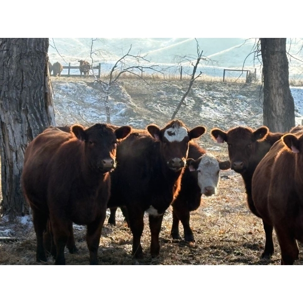 C & M Ranching (Cordell Griffith) - 12 Red Heifers (Pen 635 - 639)