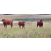 Image 2 : OK Ranch - 475# October Delivery Heifer Calves - 115 Head (Big Bar, BC)