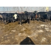 Image 10 : Wade Fewings - 880# March/April Delivery Steers - 68 Head (Pierson, MB) VBP+