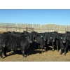 Image 1 : Downie Lake Colony - 860# March Delivery Heifers - 350 Head (Maple Creek, SK)