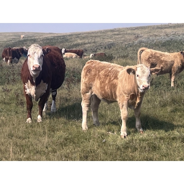 Rude Land & Cattle and Family - 625# October Delivery Steer Calves - 80 Head (Sedalia, AB)