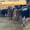 1  Idaho Dairies/Ranches  43 Cows (Burley, ID)
