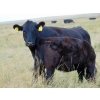 Image 7 : Cody Plumb - 600# Heifer Calves - 35 Head (Enchant, AB)