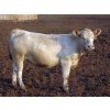 Image 7 : Little Rainbow Ranch - 950# July/August Delivery Steers - 65 Head (Moosomin, SK)