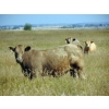 Image 3 : Riverbend Ranch - 1040# September Delivery Grass Steers - 200 Head (Coronation, AB)