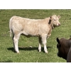Image 9 : Cody & Brittany Black/Kirby & Cori Black - 525# October Heifer Calves - 100 Head (Water Valley, AB)
