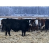 Image 6 : Jason & Kevin Szymanek - 950# December Delivery Weaned Steers - 130 Head (Stauffer, AB)