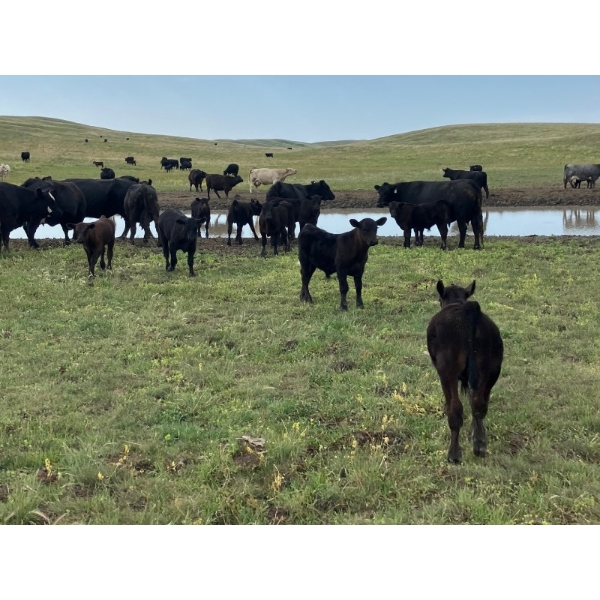 Black Diamond Agro - 490# October Delivery Steer Calves - 115 Head (Fiske, SK)